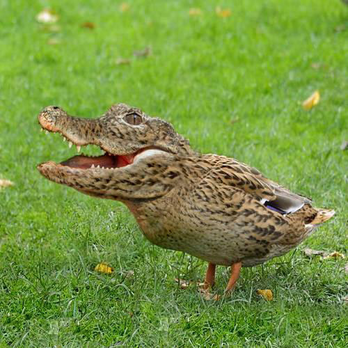 duck-crocodile1.jpg
